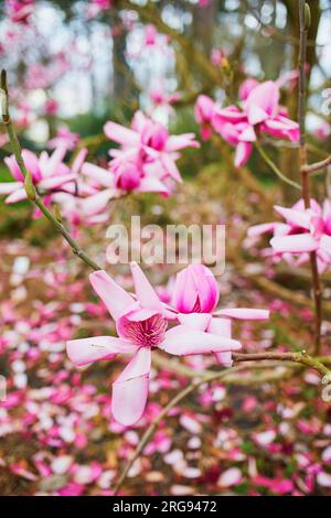 magnolia rosa gigante in piena fioritura nel parco floreale di Bois de Vincennes, Parigi, Francia Foto Stock