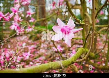 magnolia rosa gigante in piena fioritura nel parco floreale di Bois de Vincennes, Parigi, Francia Foto Stock