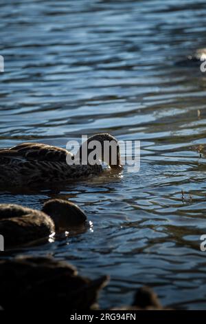 Carine anatre che nuotano vicino a noi nel lago. Foto Stock