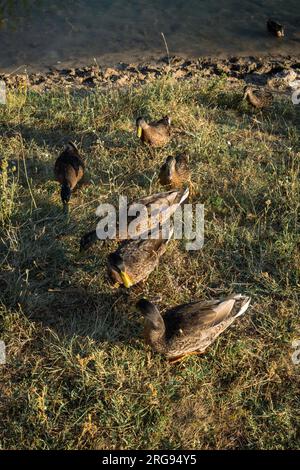 Dar da mangiare a un branco di belle anatre vicino a un lago. Foto Stock