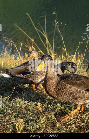 Bellissime anatre piccole sono amichevoli vicino a un lago. Foto Stock