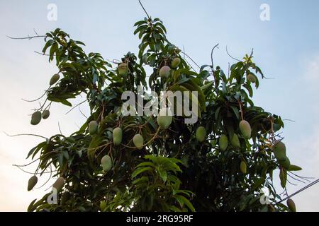 Concentratevi sulla cattura dell'essenza dell'albero di mango nel suo ambiente, evidenziandone le caratteristiche uniche e la sensazione di un raccolto abbondante. Foto Stock