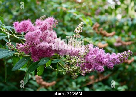 Fiori di Bridewort viola, Spirea Salicifolia. Foto Stock