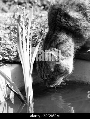 Gatto acqua potabile da un laghetto giardino. Foto Stock