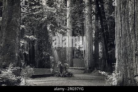 Bohemian Club (di San Francisco) Bohemian Grove, teatro all'aperto - panchine e tende da sole in legno. Ogni anno, il club ospita un campo di due settimane (tre fine settimana) a Bohemian Grove, che è notevole per la sua lista di ospiti e la cerimonia eclettica di cremazione della cura che brucia scherzosamente "Care" (i normali guai della vita) di grande sfarzo, pirotecnica, e costumi brillanti, tutti fatti sul bordo di un lago e alla base di una statua di gufo di quaranta piedi di "pietra". Oltre a quella cerimonia (ideata dal co-fondatore James F. Bowman nel 1881), ci sono anche due spettacoli all'aperto (drammi Foto Stock