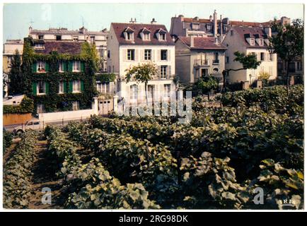 Vigneto a Montmartre, Parigi, Francia. Foto Stock