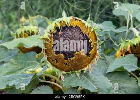 Helianthus annuus. Girasole andando alle sementi Foto Stock