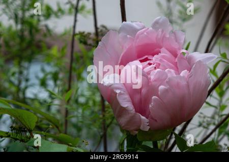 fiore di peonia rosa con sfondo ad arco bianco Foto Stock