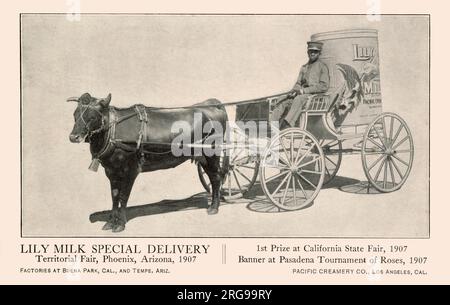 Pubblicità, Lily Milk Special Delivery from the Pacific Creamery Co, Los Angeles, California, USA - Territorial Fair, Phoenix, Arizona, 1907, 1st Prize at California State Fair, 1907, Banner at Pasadena Tournament of Roses, 1907. Foto Stock