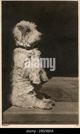 Fiducia - Una valle di Imaal Terrier che mostra il "Glen Sit". Foto Stock
