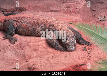 Un accattivante Safari: Ammirare gli animali al Biopark Bussolengo Foto Stock