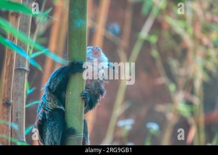 Un accattivante Safari: Ammirare gli animali al Biopark Bussolengo Foto Stock