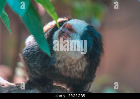 Un accattivante Safari: Ammirare gli animali al Biopark Bussolengo Foto Stock