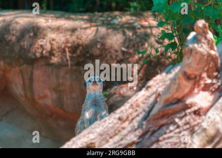 Un accattivante Safari: Ammirare gli animali al Biopark Bussolengo Foto Stock