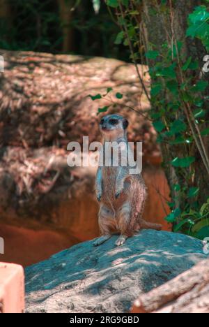 Un accattivante Safari: Ammirare gli animali al Biopark Bussolengo Foto Stock