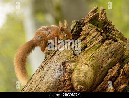 Grazioso piccolo scoiattolo rosso scozzese nella foresta con una noce Foto Stock