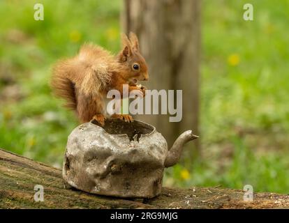 Grazioso piccolo scoiattolo rosso scozzese seduto sul bordo di un vecchio bollitore in pastella che mangia un noce nel bosco con sfondo naturale della foresta Foto Stock