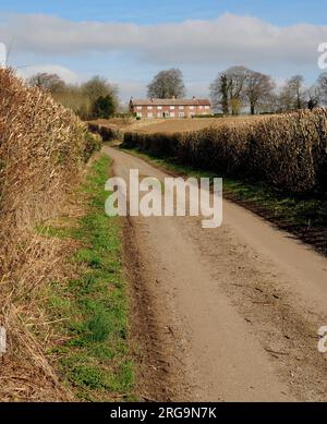 Una stretta corsia di campagna tra siepi ben tagliate. Foto Stock