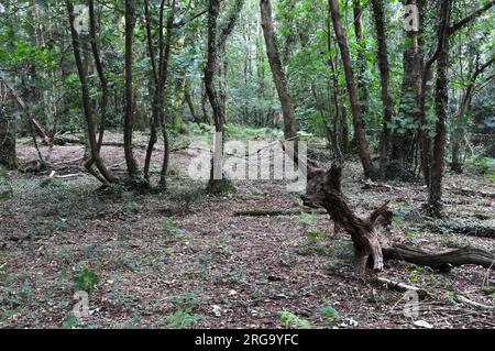 Whitleigh Wood Woodland Trust Devon Foto Stock