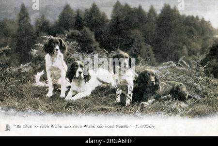 "Siate fedele alla vostra parola, al vostro lavoro e al vostro amico." J o'Reilly - quattro spandeli Springer inglesi in una zona di brughiera. Foto Stock