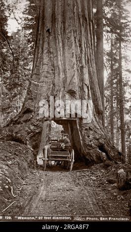 C.1880s - Il Wawona Tree, noto anche come il Wawona Tunnel, albero di sequoia gigante in Mariposa Grove, Yosemite National Park, California, Stati Uniti d'America, si è levato in piedi fino al febbraio 1969 - Isiah Taber studio Foto Stock