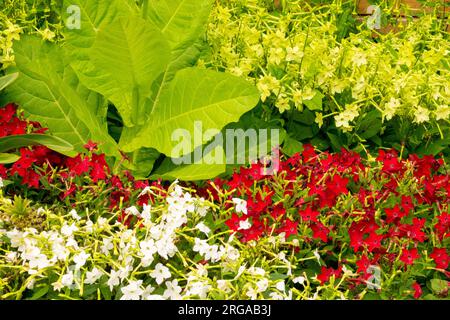 Tabacco fiorito, giardino, Nicotiana alata Lime Green e Nicotiana alata Saratoga Red, tabacco, confine, piante da letto rosso giallo bianco verde Foto Stock