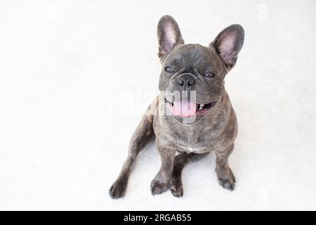 Grazioso Bulldog francese grigio seduto isolato sullo sfondo bianco. Cane carino, animali domestici Foto Stock