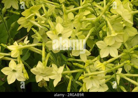 Nicotiana 'Lime Green' Nicotiana alata, tabacco fiorente, Fiore Foto Stock