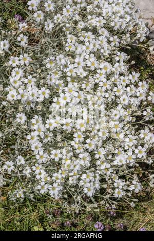 Neve in estate fiori al Terminillo, sparati in una luminosa luce estiva vicino alla sella Leonessa , Appennino, Rieti, Lazio, Italia Foto Stock