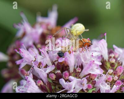 Una femmina a strisce di candele/ragno dai piedi pettinati (Enoplognatha ovata) che sta sottomettendo un coleottero soldato rosso comune (Rhagonycha fulva) con veleno e seta, Regno Unito. Foto Stock