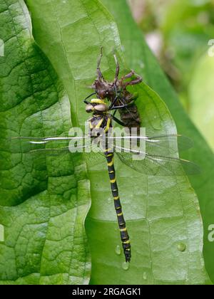 Il maschio della libellula dagli anelli d'oro (Cordulegaster boltonii) è appena emerso dall'exuvia ninfale da una riva del fiume, South Cornwall, Regno Unito, giugno. Foto Stock