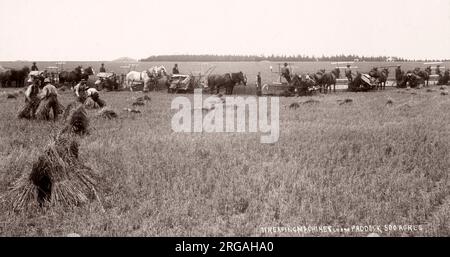 C.1890s vintage fotografia Nuova Zelanda - cavalli e raccogliendo le macchine di leganti, raccolta del mais in 500 acri di campo Foto Stock