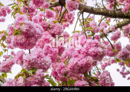 Bellezza di ciliegio rosa fiorito Foto Stock
