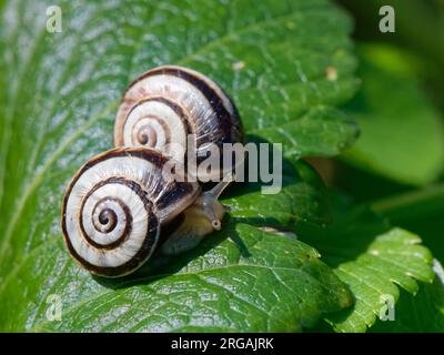 Lumache bianche italiane / Sandhill (Theba pisana) una specie invasiva nel Regno Unito, che si occupa di nutrire sulle foglie di Alexanders (Smyrnium olusatrum) da un sentiero costiero, Regno Unito Foto Stock
