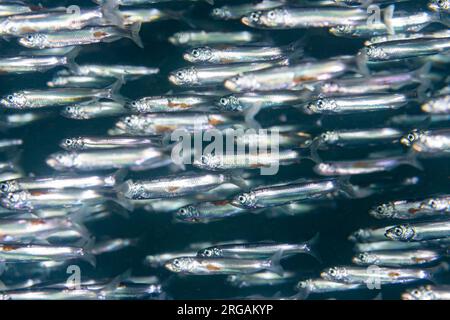 Scuola di Sand Smelts al St. Abbs, Scozia Foto Stock