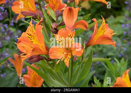 Alstroemeria 'Orange Supreme' Foto Stock