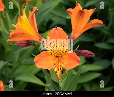 Alstroemeria 'Orange Supreme' Foto Stock