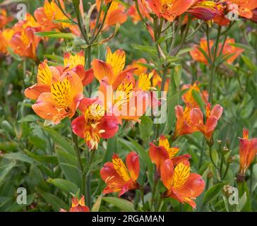 Alstroemeria "Orange Gloria' Foto Stock