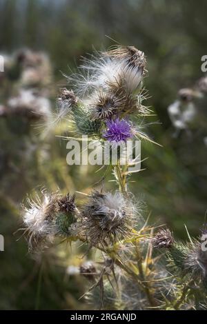 La bellezza selvaggia della pianta di cardo con le delicate farie di semi soffici di fiori e le brutte spine Foto Stock