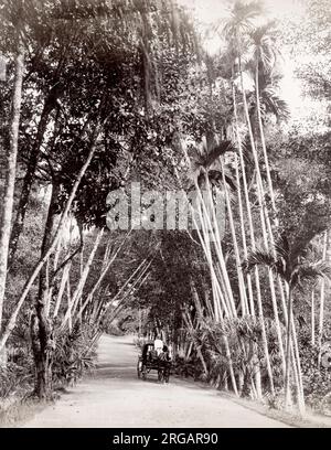 Fotografia d'epoca della fine del XIX secolo: Ingresso a Cairnhill, Singapore, cavallo e carrozza. Foto Stock
