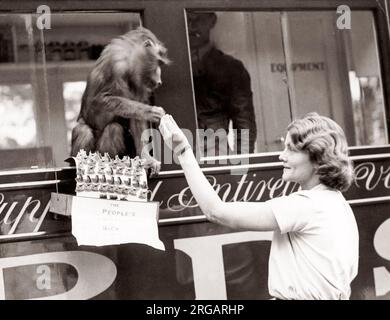 1930 premere STAMPA - scimmietta distribuivano i badge di carità Foto Stock