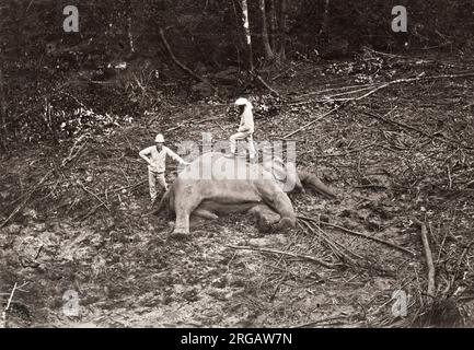 Fotografia d'epoca del XIX secolo: Cacciatori di grandi giochi, l'Asia, con il corpo di un elefante morto che hanno sparato. Immagine circa 1890's. Foto Stock