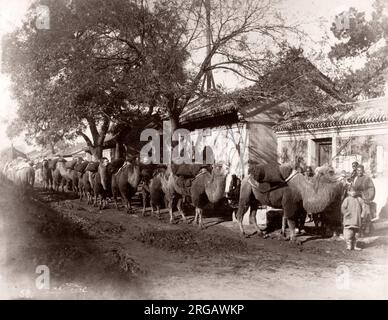 Vintage del XIX secolo fotografia Cina c.1880s - camel train nel centro di Pechino Pechino Foto Stock