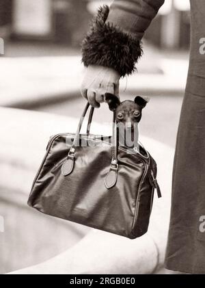 Cute cane di essere portato in una borsetta, London, 1931 Foto Stock