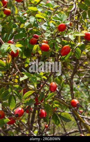 Rosa canina è una pianta perenne della famiglia delle rose, un alto cespuglio con rami arcuati pendenti coperti da forti spine uncinate. Vitamina, medicinale Foto Stock