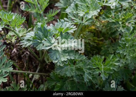 Artemisia absinthium è una pianta perenne della famiglia delle Aster. Medicinale, cibo, phytoncide, olio essenziale, colorante, cultur tannino-portante e insetticida Foto Stock