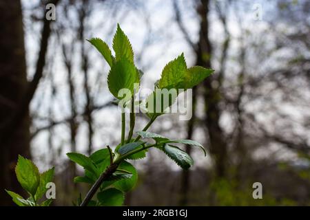 Grandi germogli verdi rami. Foglie verdi giovani che escono da germogli verdi spessi. rami con nuovo fogliame illuminato dal sole del giorno. Primo giorno di primavera. Foto Stock