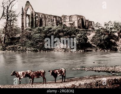 Vintage 19 ° secolo / 1900 Fotografia: Bolton Abbey dal fiume, mucche in primo piano, Inghilterra. Foto Stock