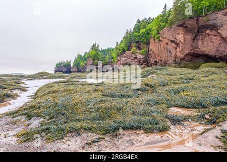 Le alghe coprono il fondo esposto durante la bassa marea a Hopewell Rocks, New Brunswick. Foto Stock