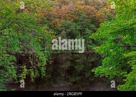 Fogliame che mostra i colori autunnali lungo il lago Hertha/Herthasee nel parco nazionale di Jasmund sull'isola di Rügen, Meclemburgo-Pomerania, Germania Foto Stock